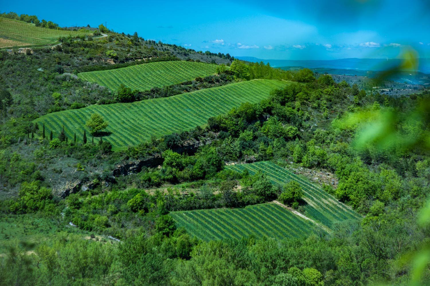 Vignoble dans l'aude